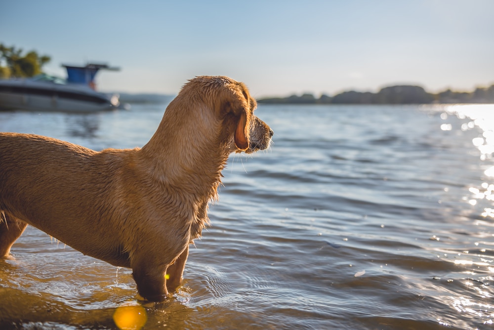 tips to keep your puppy cool in warm weather image