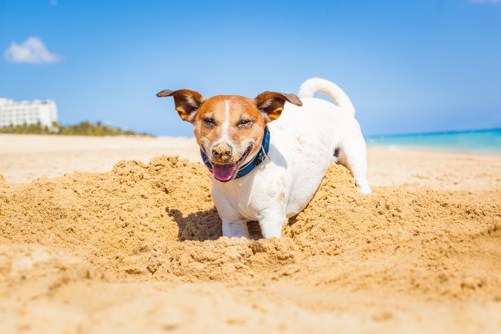 Beach Dog Grooming