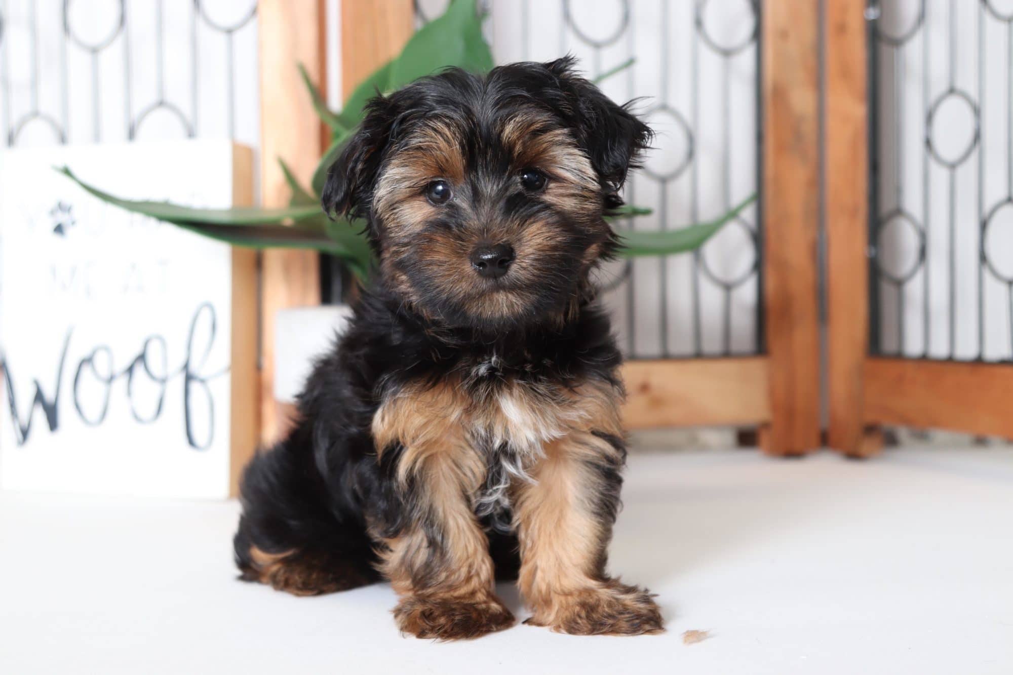 Fisher Fun Little Male Aca Yorkie Puppy