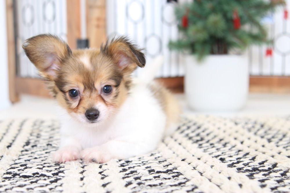 Adult Papillons For Sale In Florida