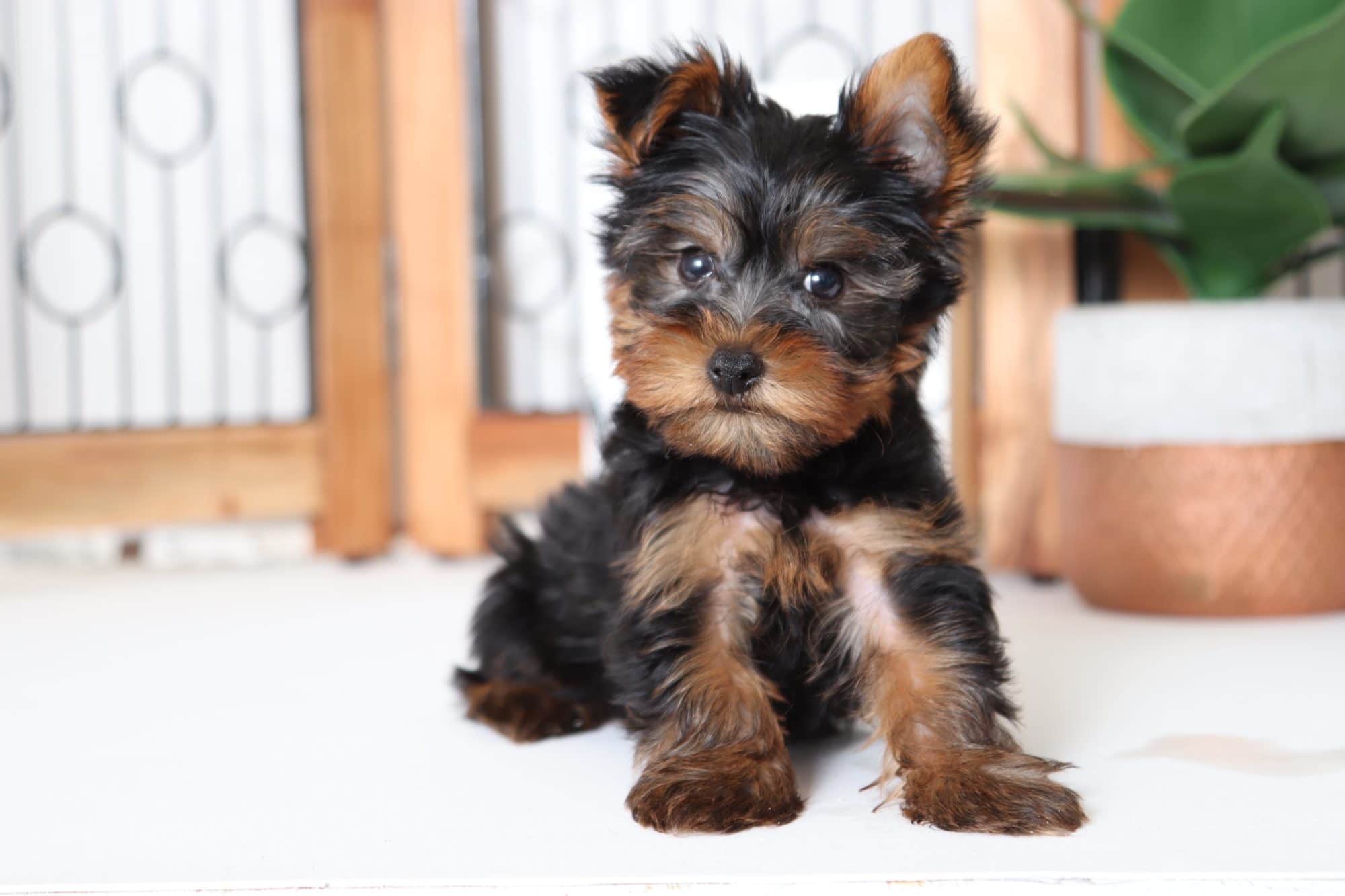 Henry Hy Little Toy Male Yorkie Puppy