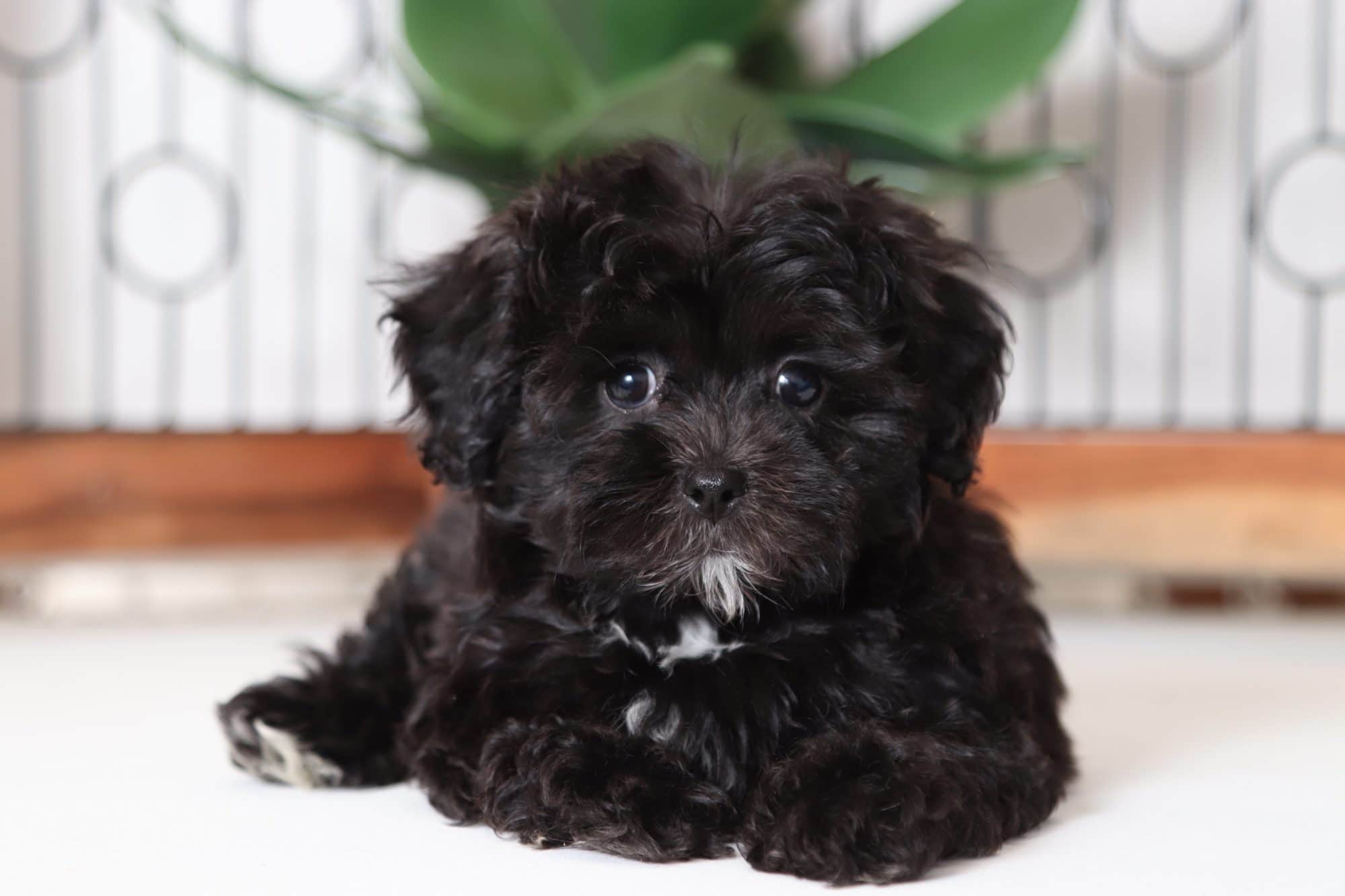 Izzy - Magnificent Female Shih-Poo Puppy - Florida Puppies ...