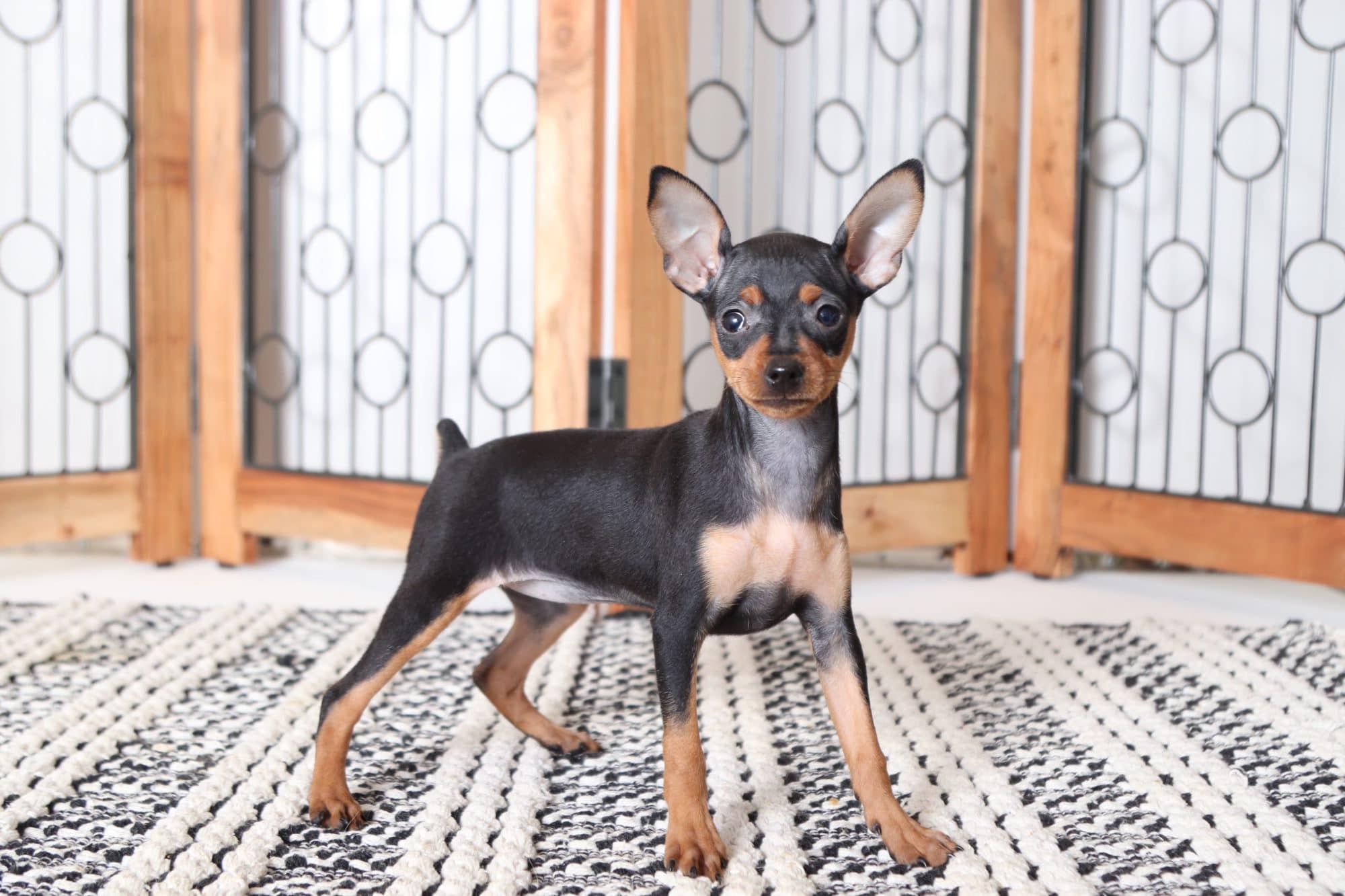 Jessie- Sweet Female AKC Miniature Pinscher Puppy ...
