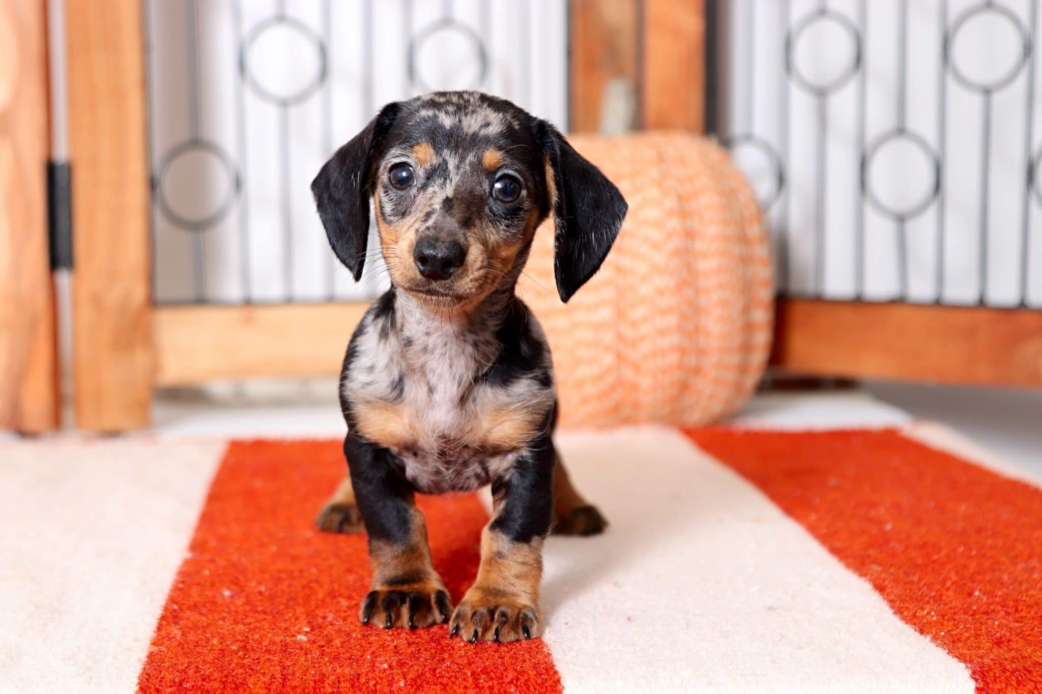 silver dapple miniature dachshund puppies for sale