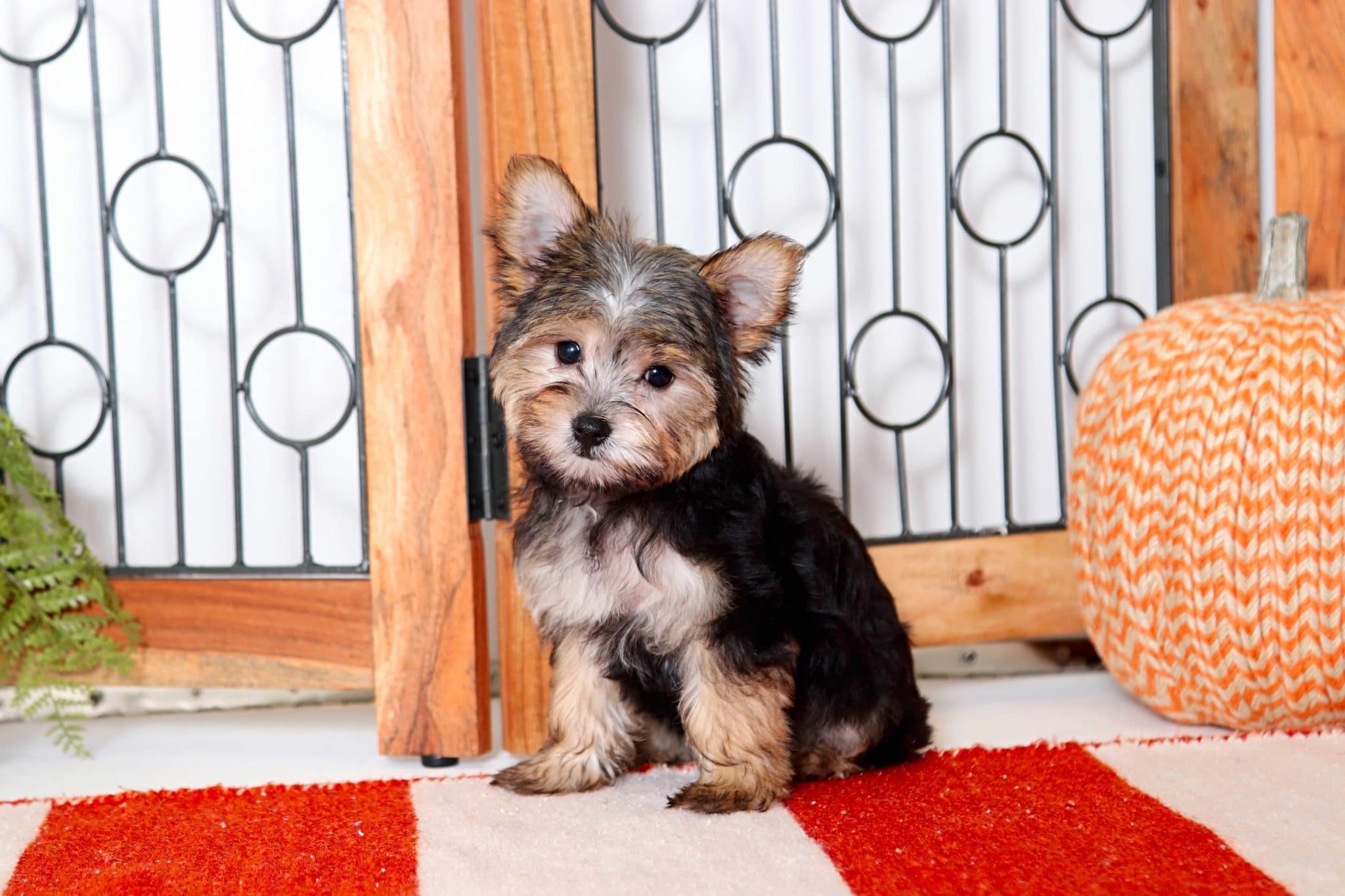 female morkie for sale