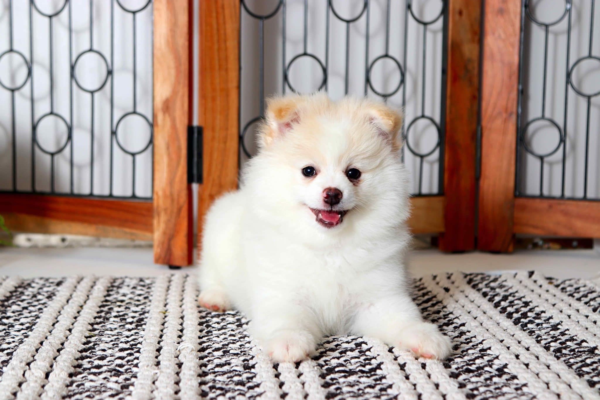 female pomeranian puppies for sale