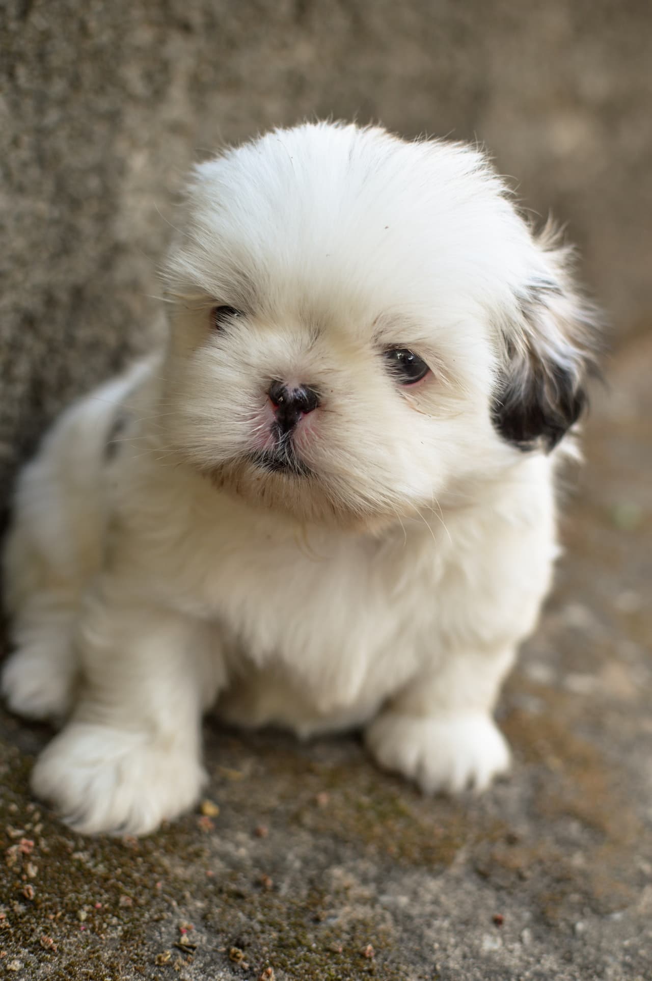 Adopt Teddy Bear Puppy