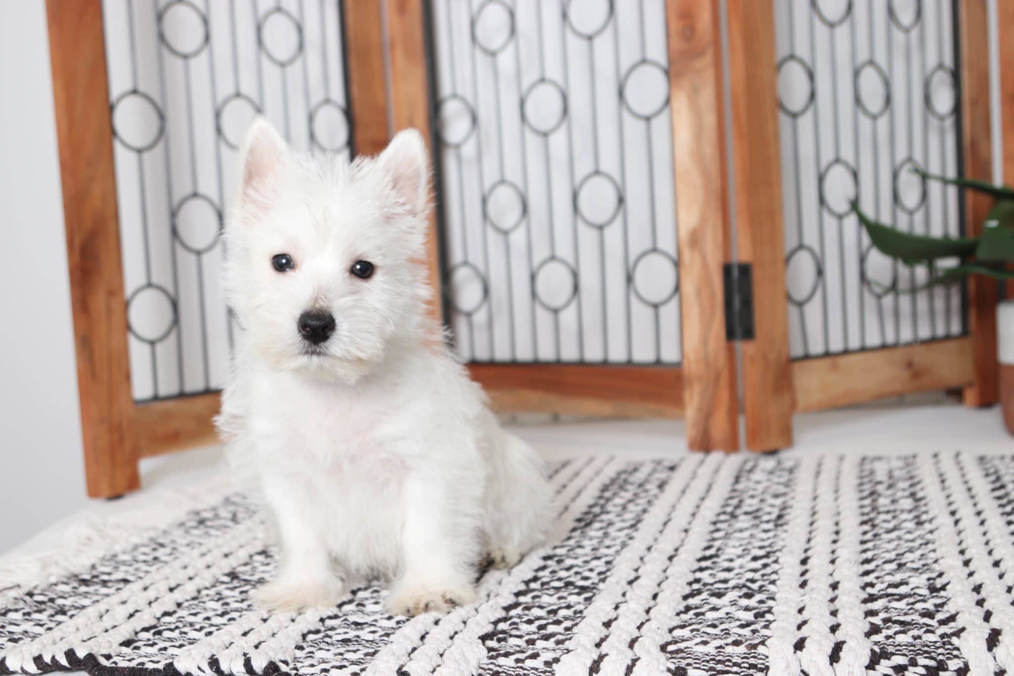 Toby - Loving Little Male Westie Puppy - Florida Puppies ...